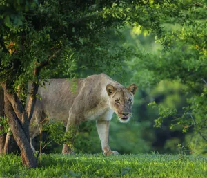 Lionesses Prints: Lion (Panthera leo), female amongst trees. Mana Pools National Park, Zimbabwe. November