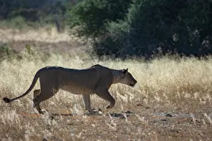Lionesses Prints: Lion (Panthera leo) female, walking over sunlit dry grass, Okavango Delta, Botswana