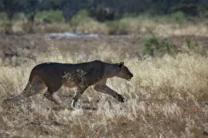 Panthera Prints: Lion (Panthera leo) female, walking over sunlit dry grass, Okavango Delta, Botswana