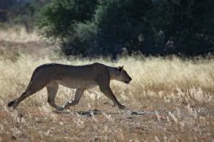 Panthera Prints: Lion (Panthera leo) female, walking over sunlit dry grass, Okavango Delta, Botswana
