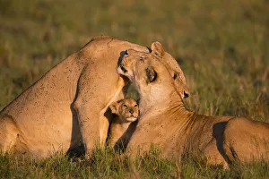 Lionesses Prints: Lion (Panthera leo), females interacting, with cub, Masai Mara, Kenya