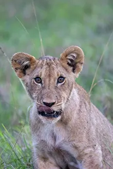 Lion Prints: Lion (Panthera leo) juvenile, head portrait, Masai Mara National Reserve, Kenya