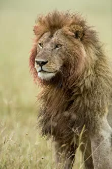 Images Dated 9th March 2013: Lion (Panthera leo) male with bloody mane and flies, Masai-Mara Game Reserve, Kenya