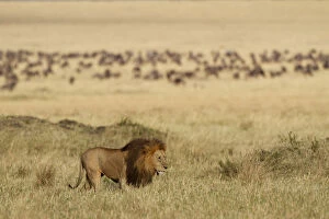 African Lion Collection: Lion (Panthera leo) male, in grassland, with wildebeests (Connochaetes sp) Msai Mara