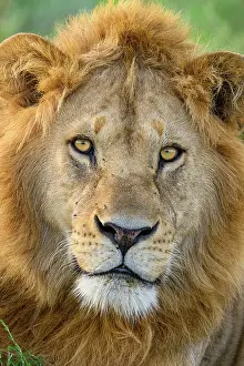Tanzania Prints: Lion (Panthera leo) male, head portrait
