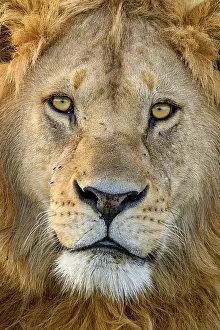 Tanzania Prints: Lion (Panthera leo) male, head portrait