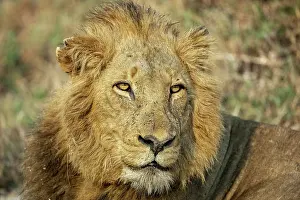 Panthera Prints: Lion (Panthera leo) male, head portrait, Sabi Sands Private Game Reserve, South Africa
