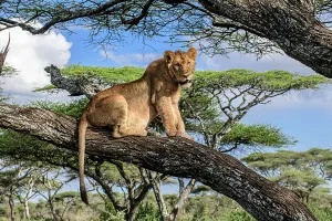 Ngorongoro Prints: Lion (Panthera leo) male, juvenile