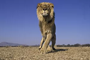 Majestic Collection: Lion (Panthera Leo) male, low angle shot, South Africa