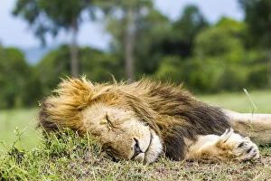 Lion (Panthera leo) male resting, Masai Mara Game Reserve, Kenya, November