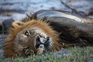 Lying Down Prints: Lion (Panthera leo) male, resting, Okavango Delta, Botswana