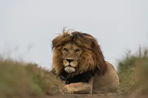 Tanzania Prints: Lion (Panthera leo) male, resting on a game path, Serengeti National Park, Tanzania