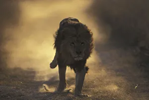 Lion (Panthera Leo) male running, South Africa taken on location for Pride' Lion (Panthera Leo) male running, South Africa taken on location for Pride'
