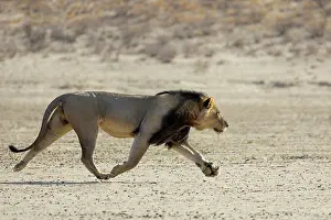 Lion Prints: Lion (Panthera leo) male, running