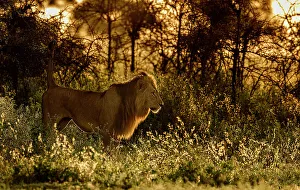 Territories Prints: Lion (Panthera leo) male, scent marking its territory at dawn