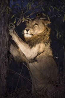Lion (Panthera leo) male sharpening his claws on a tree at night, Sabi Sand Game Reserve