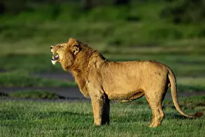 Tanzania Prints: Lion (Panthera leo) male, smelling scent of female lion
