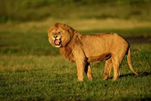 Tanzania Prints: Lion (Panthera leo) male, smelling scent of female lion