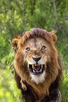 Lion Prints: Lion (Panthera leo) male, snarling, portrait, Masai Mara National Reserve, Kenya