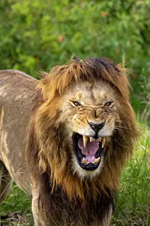 Lion Prints: Lion (Panthera leo) male, snarling, portrait, Masai Mara National Reserve, Kenya