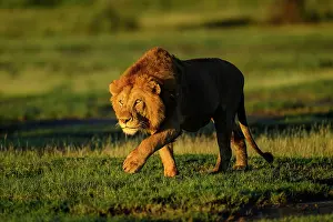 Tanzania Prints: Lion (Panthera leo) male, stalking towards female in early morning light