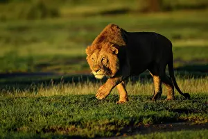 Tanzania Prints: Lion (Panthera leo) male, stalking towards female in early morning light
