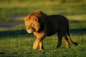 Tanzania Prints: Lion (Panthera leo) male, stalking towards female in early morning light