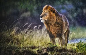 African Lion Collection: Lion (Panthera leo) male standing in cold and rain with strong wind blowing, smelling the air