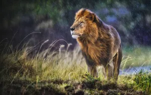 Lion (Panthera leo) male standing in cold and rain with strong wind blowing, smelling the air