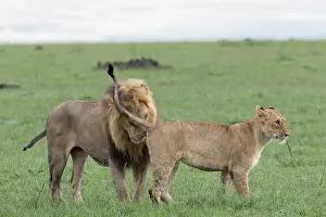 Lionesses Prints: Lion (Panthera leo) male, urine testing female, Masai Mara, Kenya