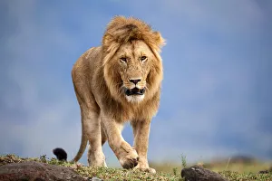 Lion (Panthera leo) male walking. Masai Mara National Reserve, Kenya