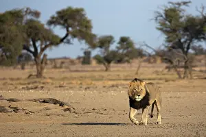 Lion Prints: Lion (Panthera leo) male, walking over dry ground