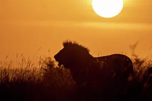 Silhouetted Prints: Lion (Panthera leo) male, walking in long grass at sunrise