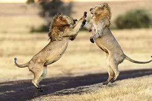 2020 April Highlights Gallery: Lion (Panthera leo) males mock fighting / play fighting