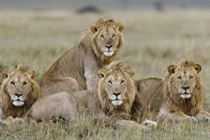Lion (Panthera leo) males resting, Masai-Mara Game Reserve, Kenya. Vulnerable species