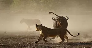 Images Dated 21st January 2020: Lion (Panthera leo) moving away from a defensive African buffalo (Syncerus caffer
