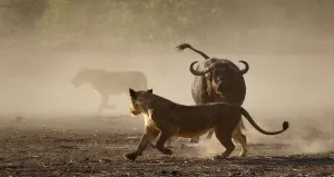 Dust Prints: Lion (Panthera leo) moving away from a defensive African buffalo (Syncerus caffer