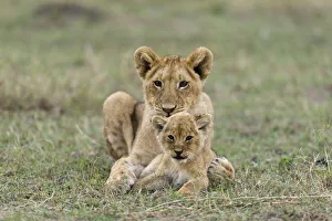 African Prints: Lion (Panthera leo) and old and a young cub resting together