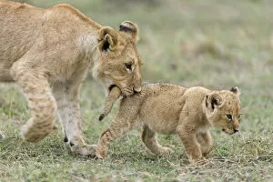 African Lion Gallery: Lion (Panthera leo) older cub playing with a young one and biting its tail, Masai-Mara Game Reserve