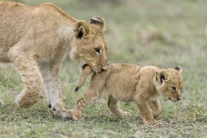 African Prints: Lion (Panthera leo) older cub playing with a young one and biting its tail