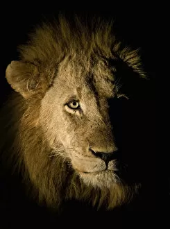 Lion (Panthera leo) photographed at night using a side lit spot light, Sabi Sand Game Reserve