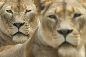 Images Dated 22nd June 2010: Lion (Panthera leo) portrait of two lionesses, captive, occur in Africa