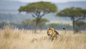 African Lion Gallery: Lion (Panthera leo) in savannah with acacia trees, Masai Mara, Kenya