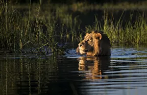 African Lion Gallery: Lion (Panthera leo) swimming, Okavango Delta, Botswana