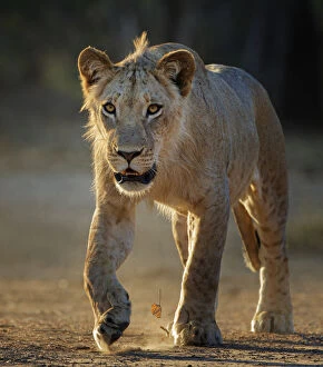 Images Dated 21st January 2020: Lion (Panthera leo) young male, Mana Pools National Park, Zimbabwe