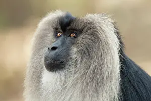 Endemic Prints: Lion-tailed macaque (Macaca silenus) head portrait