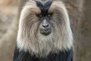 Endemic Prints: Lion-tailed macaque (Macaca silenus) head portrait