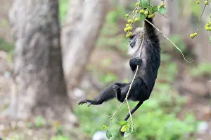 Monkey Prints: Lion-tailed macaque (Macaca silenus) male