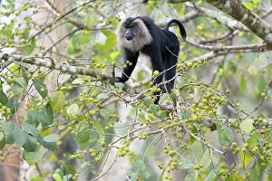 Endemic Prints: Lion-tailed macaque (Macaca silenus) male