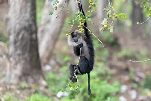 Endemic Prints: Lion-tailed macaque (Macaca silenus) male